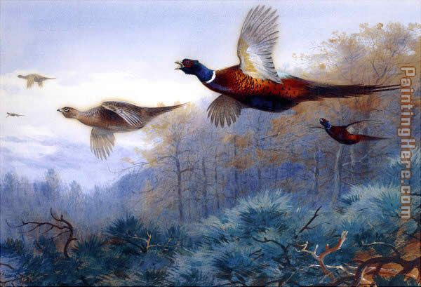 Pheasants in Flight painting - Archibald Thorburn Pheasants in Flight art painting